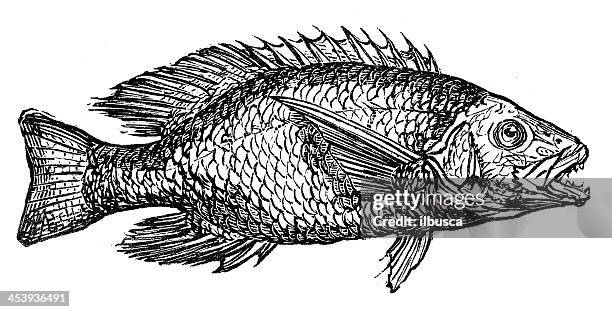 antikes illustration bigeye fulgens - schnapper stock-grafiken, -clipart, -cartoons und -symbole