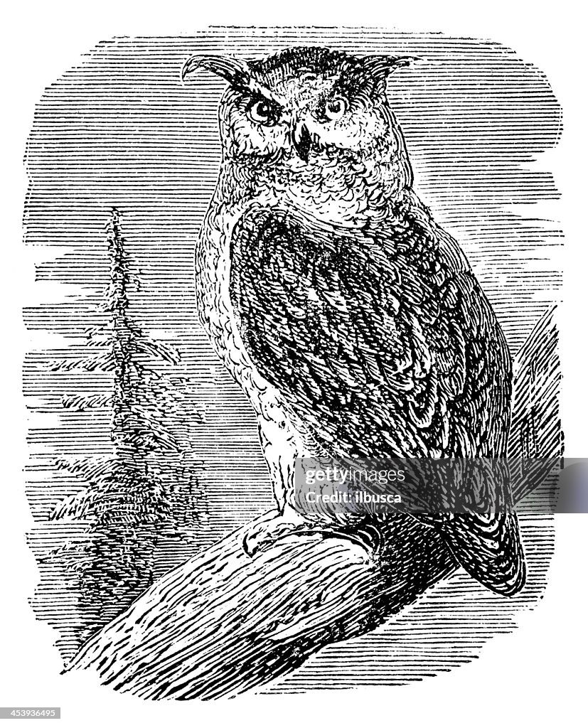 Antique illustration of Eurasian Eagle-Owl (Bubo bubo)