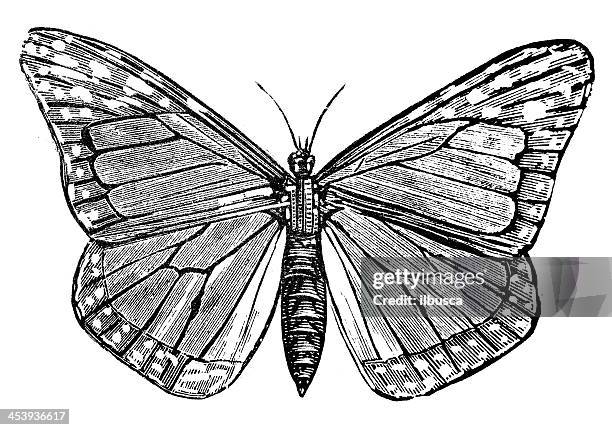 ilustraciones, imágenes clip art, dibujos animados e iconos de stock de anticuario ilustración de mariposa monarca (danaus plexippus) - mariposa monarca africana