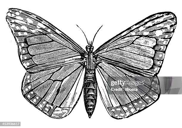 Monarch Butterfly Scientific Illustration