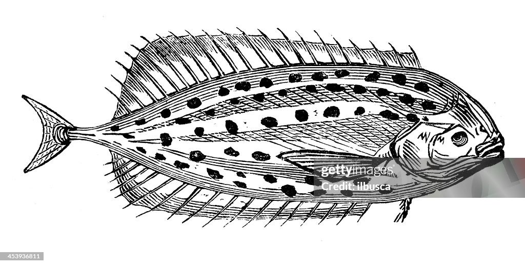 Antique illustration of Scomberoides Astroderme