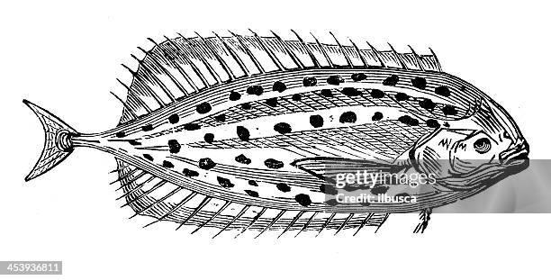antique illustration of scomberoides astroderme - lookdown fish stock illustrations