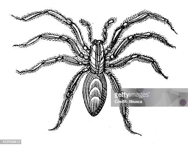 ilustrações, clipart, desenhos animados e ícones de antigo ilustração de marrom reclusão aranha (loxosceles reclusa) - brown recluse spider
