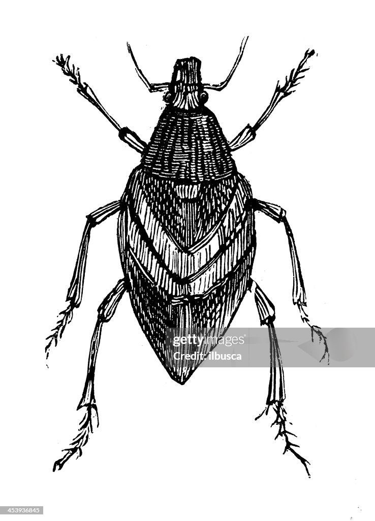 Antique illustration of wheat weevil (Sitophilus granarius)