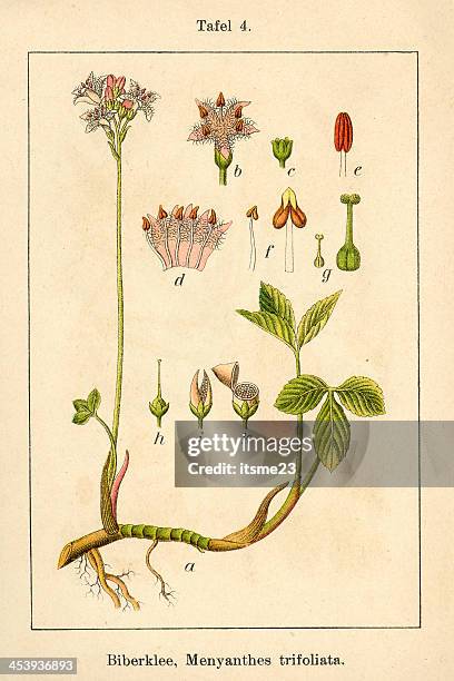 botanic fia v10 t04 menyanthes trifoliata - botanik stock illustrations