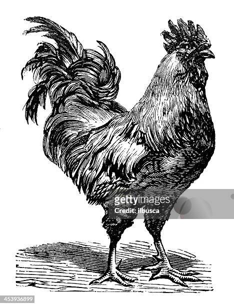 antique illustration of rooster - rooster 幅插畫檔、美工圖案、卡通及圖標