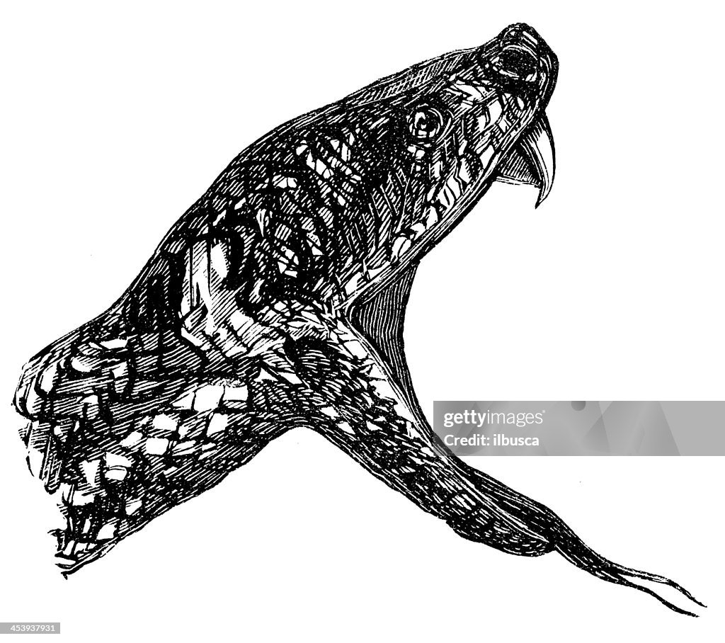 Antique illustration of grass or ringed snake (Natrix natrix)