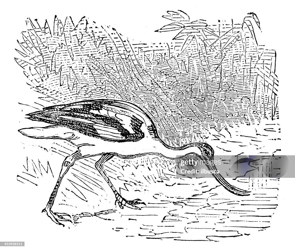 Ancienne illustration de Pied Avocette (Recurvirostra avosetta)