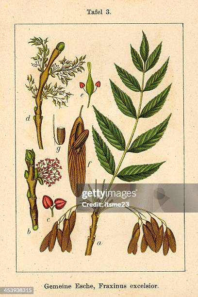 botanic fia v10 t03 fraxinus excelsior - botanik stock illustrations