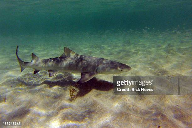 baby lemon shark - lemon shark stock pictures, royalty-free photos & images