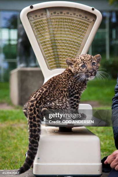 An eight-week old leopard cub weighs in at 2800 grams as it is unveiled to media and public at the Tierpark zoo in Berlin on August 22, 2014. The...