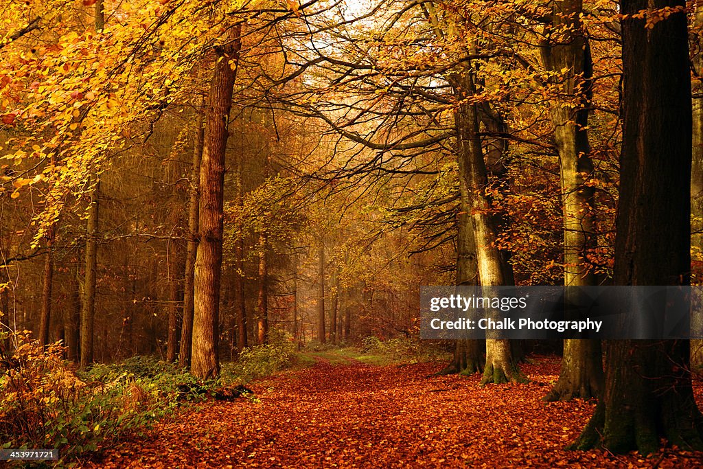 Autumnal Kiss