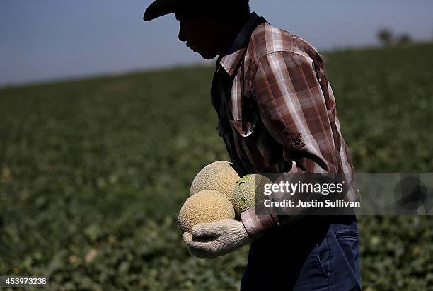 Worker harvests cantaloupes on a farm on August 22, 2014 near Firebaugh, California. As the severe California drought continues for a third straight...