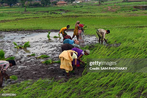 Cap Utara Rice 26 Saputara Monsoon Festival Stock Photos, High-Res Pictures, and ...
