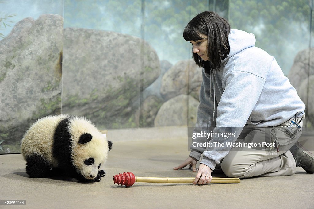 Giant Panda cub, Bao Bao - Washington, DC