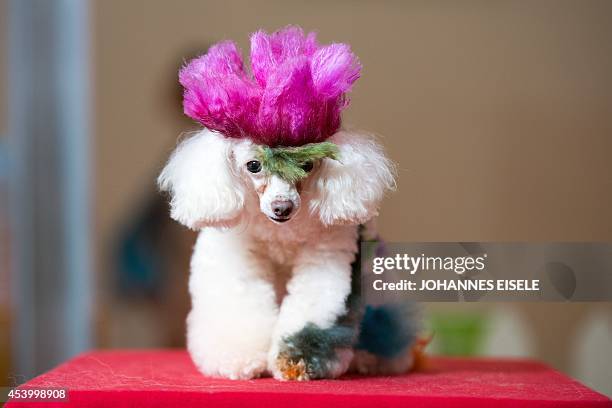 Colored dog sits on a table at the Pet Fair Asia 2014 in Shanghai on August 23, 2014. The fair for pet lovers and owners opens from untill August 24...