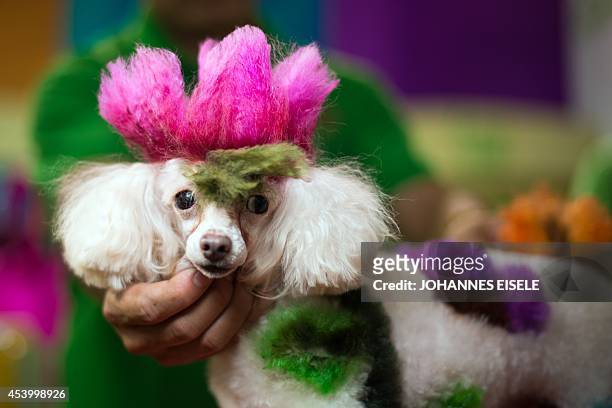 Colored dog is exposed on a table at the Pet Fair Asia 2014 in Shanghai on August 23, 2014. The fair for pet lovers and owners opens from untill...