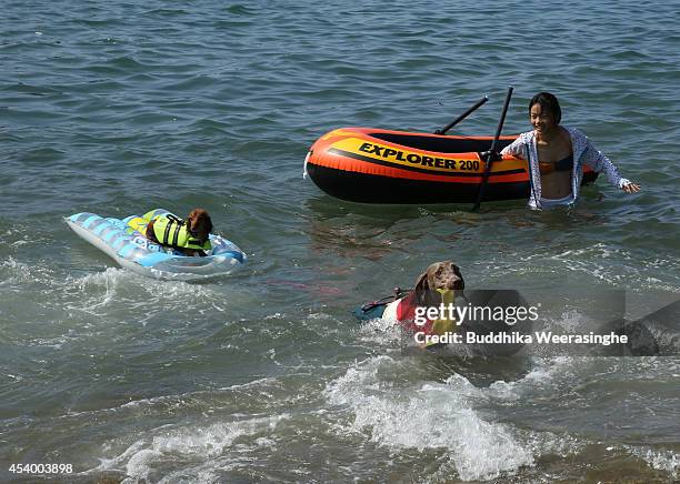 Pet dogs wear life jackets and take a bath in the sea at Takeno Beach on August 23, 2014 in Toyooka, Japan. This beach is open for dogs and their...