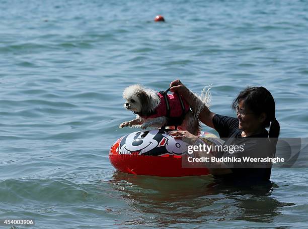 Woman helps to her pet take a bath in the sea at Takeno Beach on August 23, 2014 in Toyooka, Japan. This beach is open for dogs and their owners...