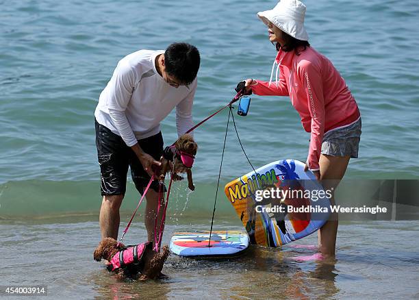 Couple prepares their pet dogs for batch in the sea at Takeno Beach on August 23, 2014 in Toyooka, Japan. This beach is open for dogs and their...