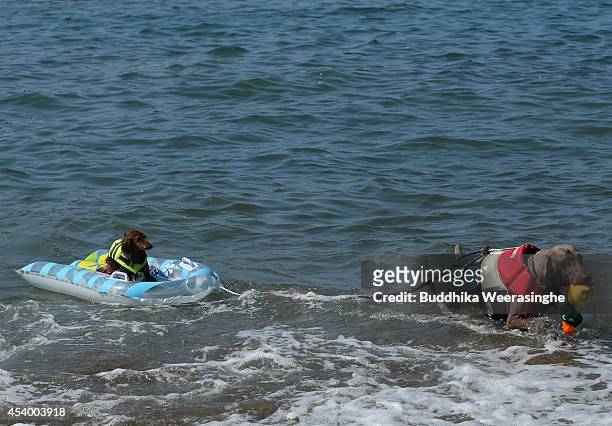 Pet dogs wear life jackets and take a bath in the sea at Takeno Beach on August 23, 2014 in Toyooka, Japan. This beach is open for dogs and their...