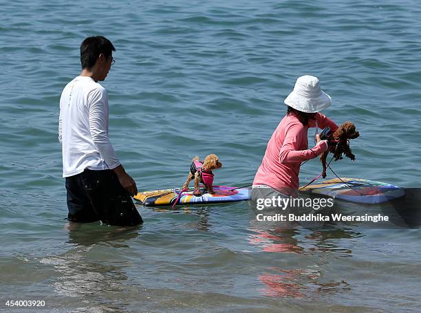 Couple helps to their pet dog take a bath in the sea at Takeno Beach on August 23, 2014 in Toyooka, Japan. This beach is open for dogs and their...