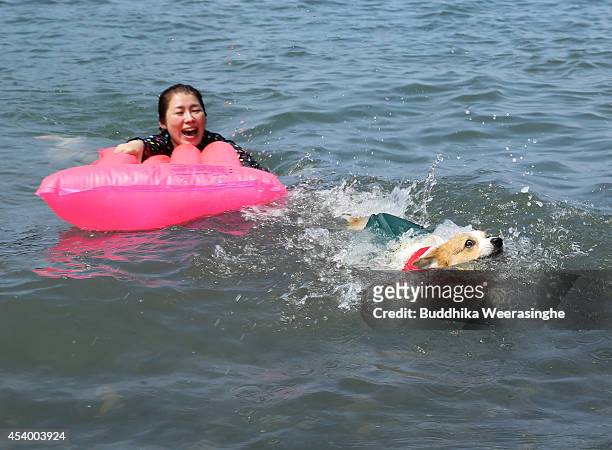 Pet dog wear life jacket and take a bath in the sea with his owner at Takeno Beach on August 23, 2014 in Toyooka, Japan. This beach is open for dogs...