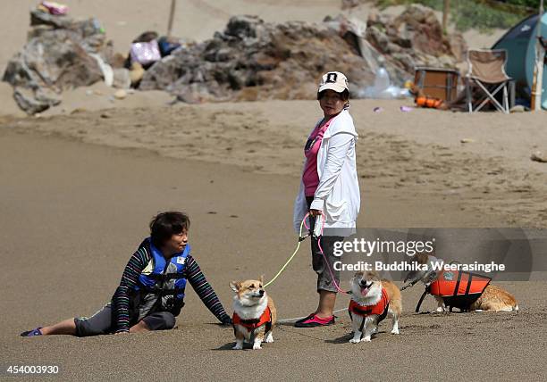 Pet dogs wear life jackets and wait to take a bath in the sea at Takeno Beach on August 23, 2014 in Toyooka, Japan. This beach is open for dogs and...