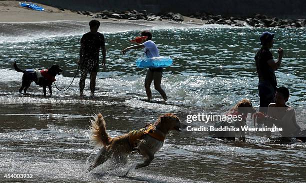 Pet dogs wear life jackets and take a bath in the sea at Takeno Beach on August 23, 2014 in Toyooka, Japan. This beach is open for dogs and their...