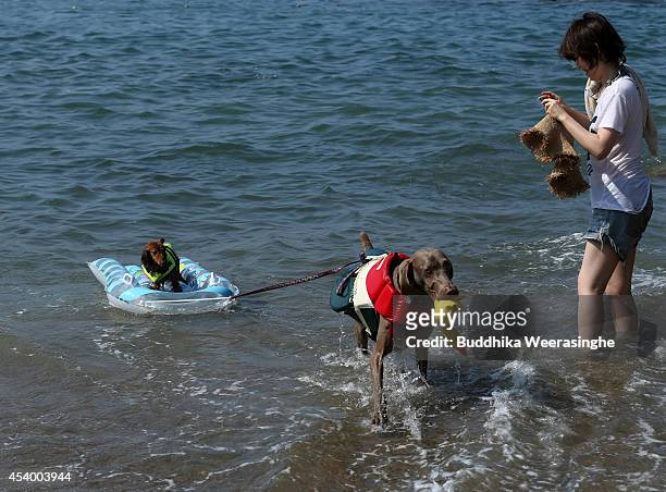 Pet dogs wear life jackets and take a bath in the sea at Takeno Beach on August 23, 2014 in Toyooka, Japan. This beach is open for dogs and their...