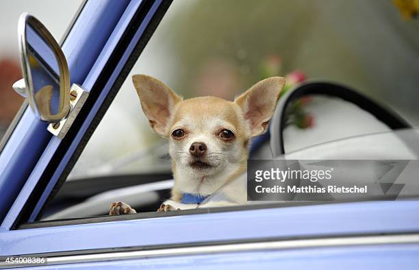 Chihuahua dog waits inside a Trabant 601 car as fans of the East German Trabant car gather for their 7th annual get-together on August 23, 2014 in...