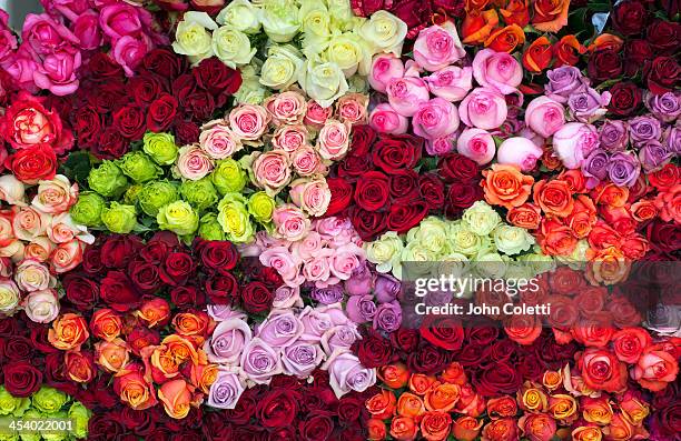 rose farm, ecuador - rose colored 個照片及圖片檔