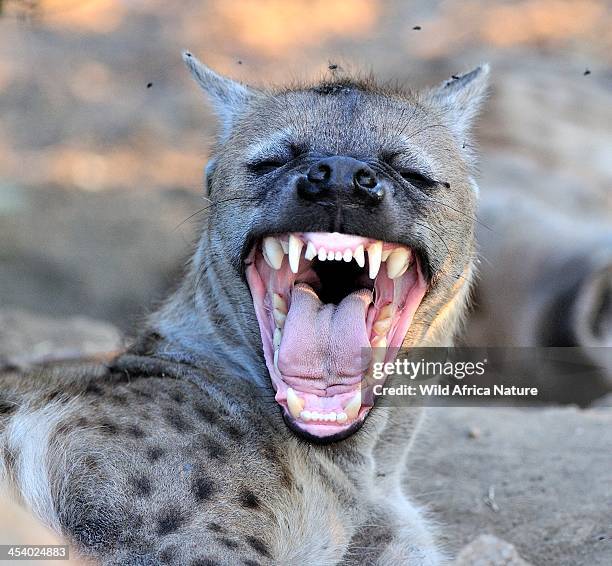 hyena mother showing her teeth. - hyena stock pictures, royalty-free photos & images