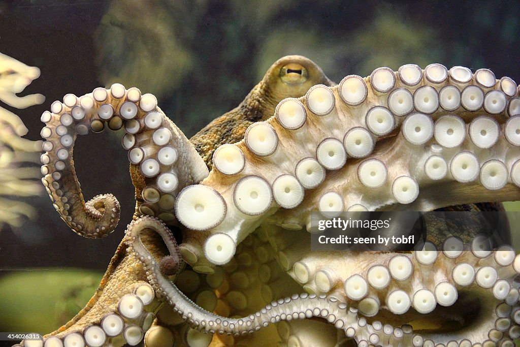 Octopus