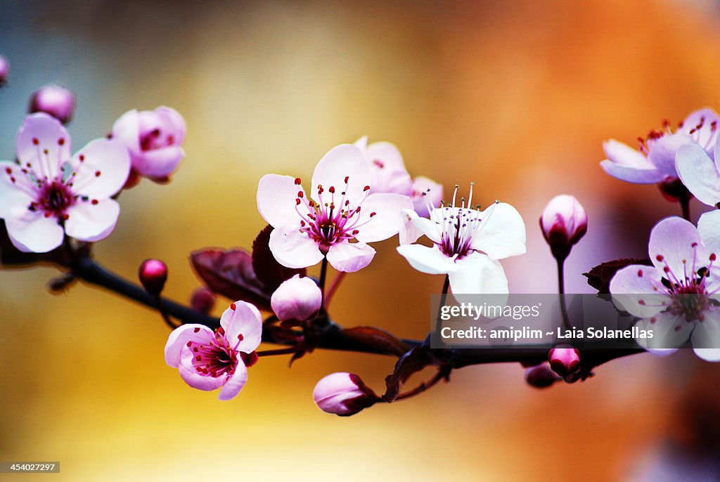 Colorful spring