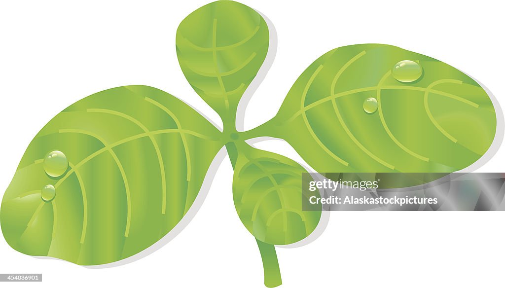 Common Basil Leafs with waterdrops (Herb).