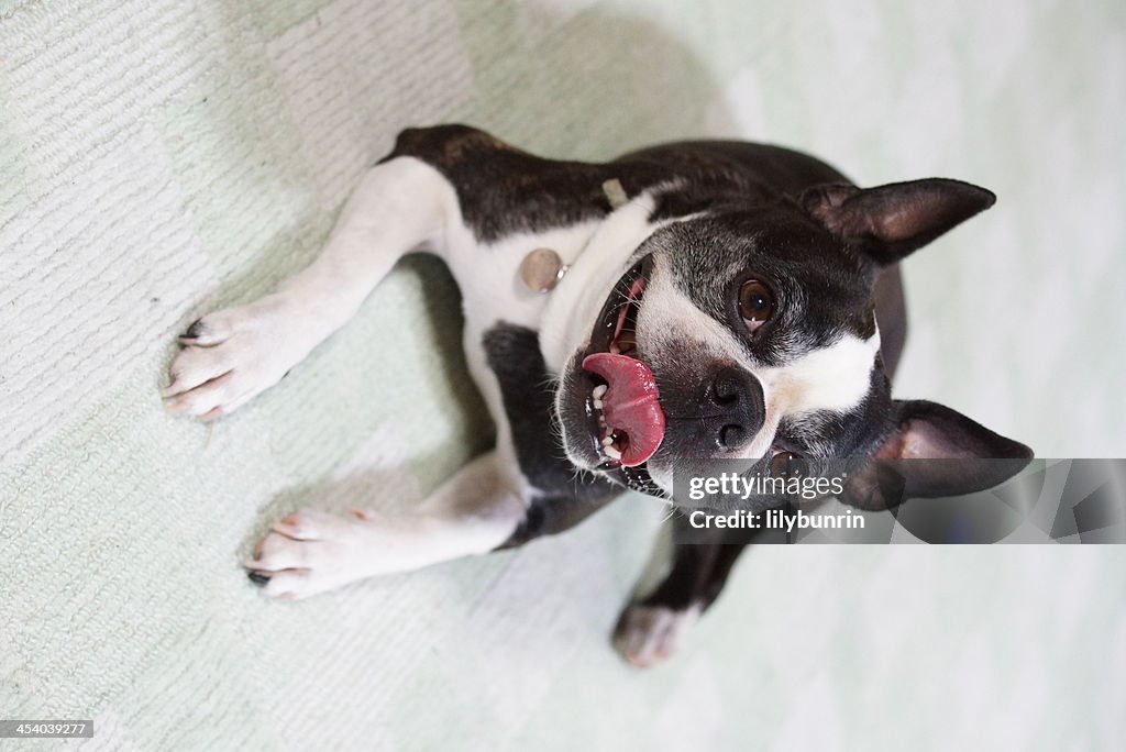 Bostonterrier dog