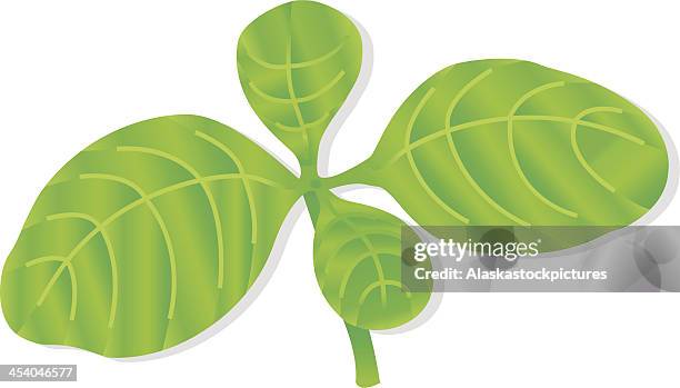 common basil leafs (herb). - basil stock illustrations