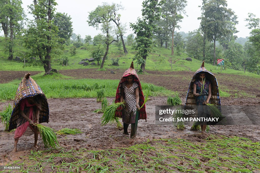 Cap Utara Rice Indian farmers, seen wearing traditional rain covers, sow rice paddy ...