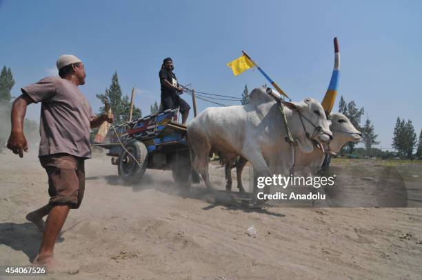 Participants steer their oxen along a specially prepared track during the Oxcart Festival in Yogyakarta, Indonesia on August 24, 2014. Over 100...