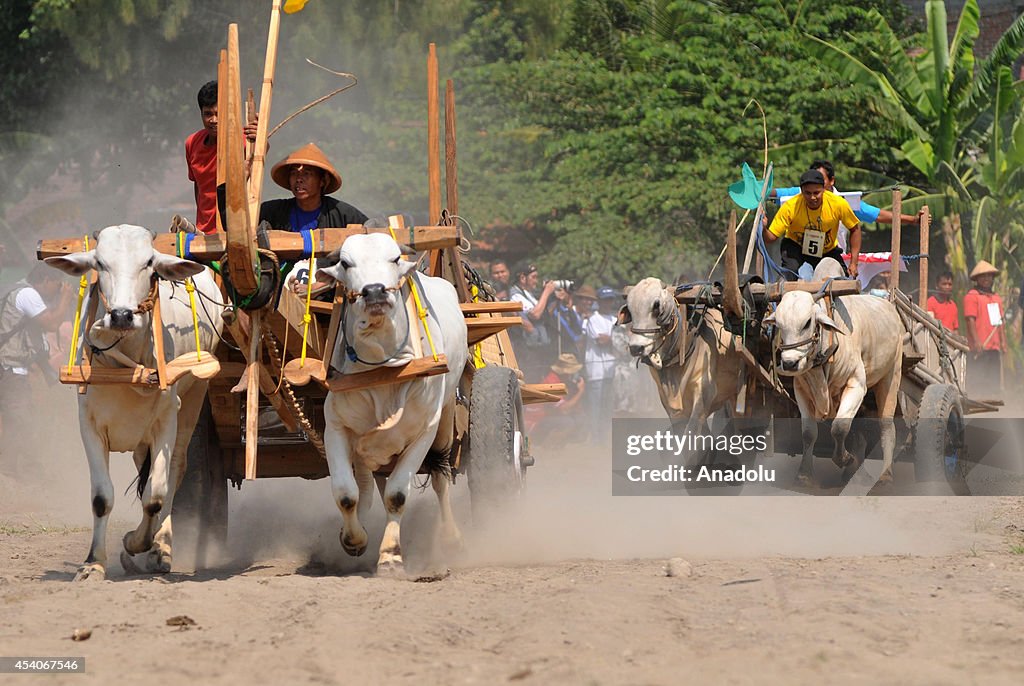 The Oxcart Festival in Indonesia