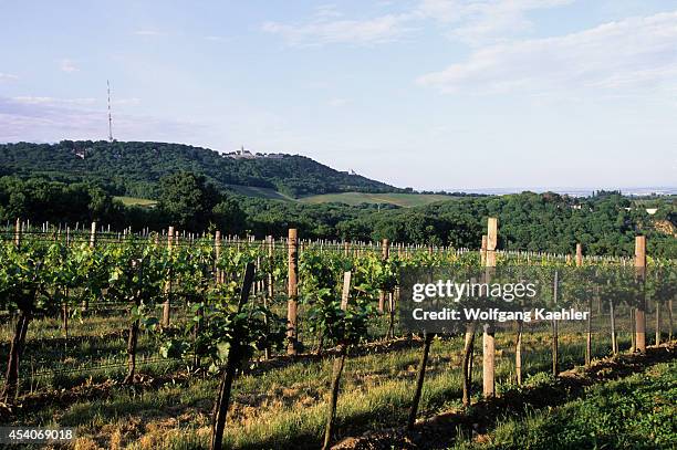 Austria, Near Vienna, Grinzing, Vineyards With Kahlenberg In Background.