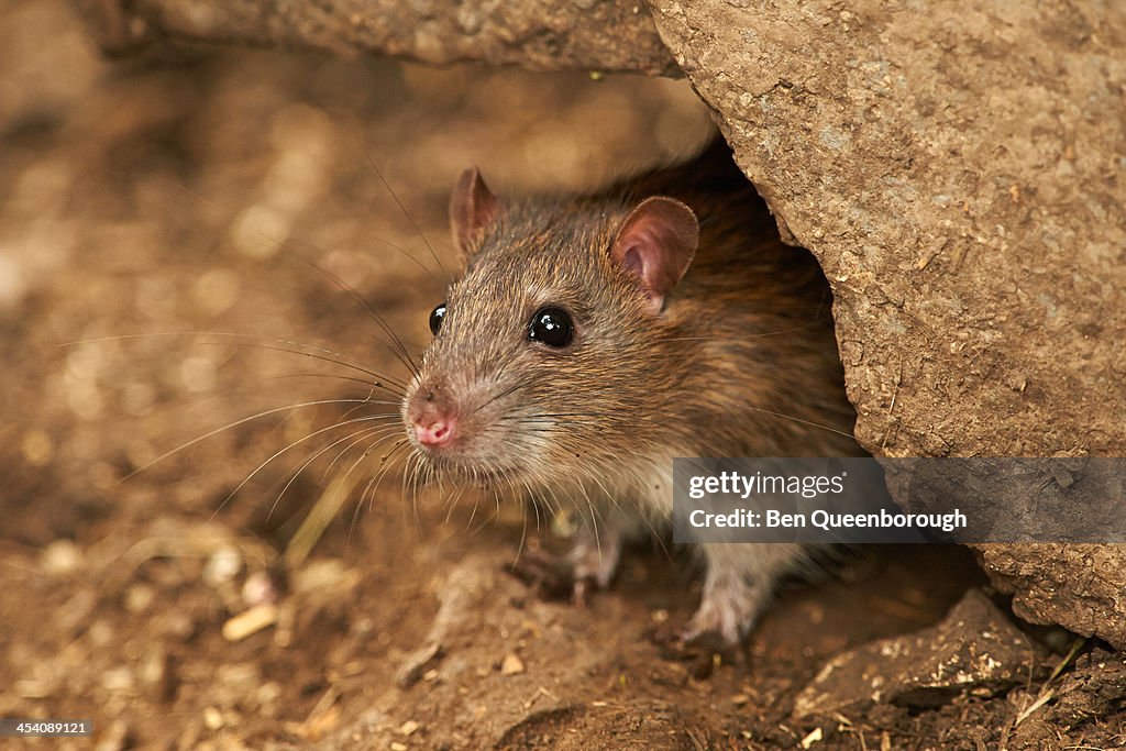 A Brown Rat (Rattus norvegicus)