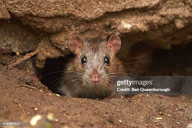 Big Back Rats 272 Wild Brown Rat Stock Photos, High-Res Pictures, and Images - Getty ...