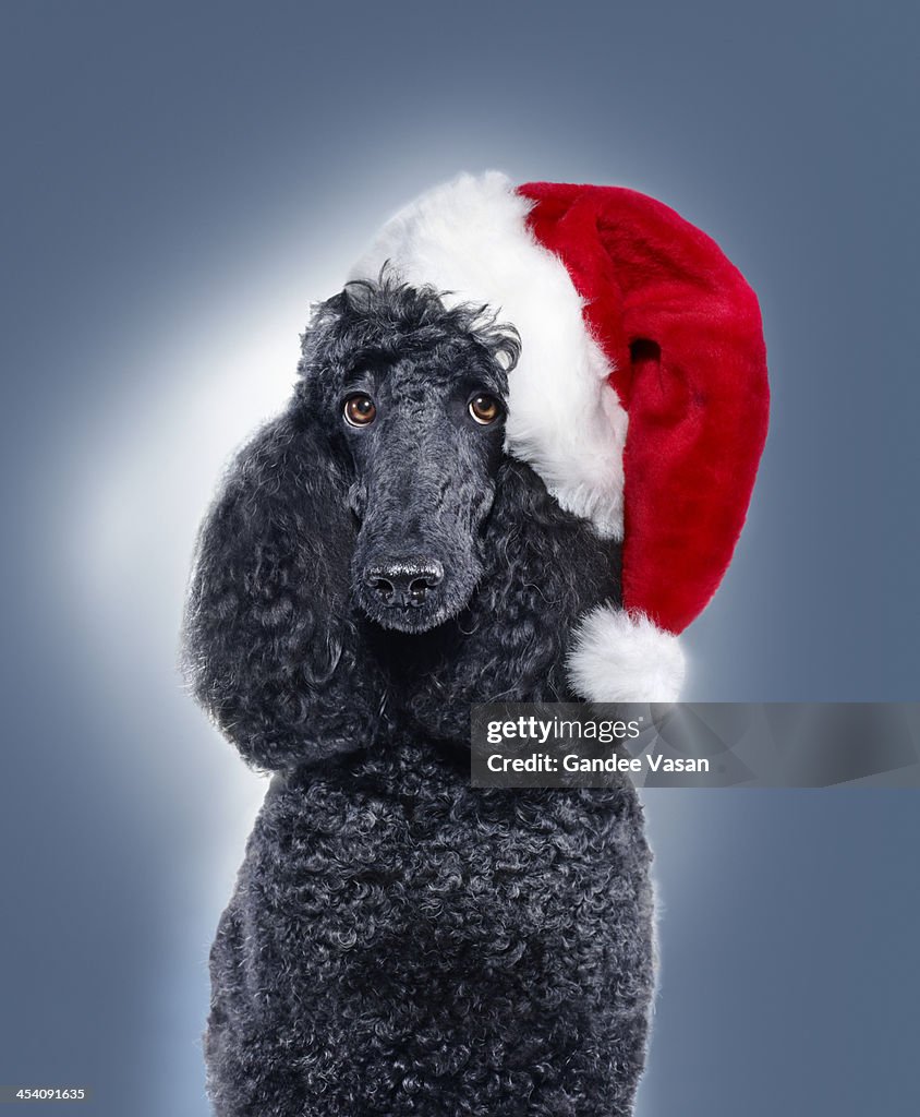 Black Poodle wearing Santa Hat