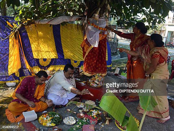 Indian Bengali Hindu devotees performs marriage rituals on a pair of intertwined banyan and peepul trees, adorned with symbolic traditional Saree and...