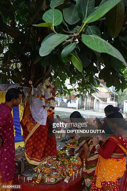 Indian Bengali Hindu devotees perform marriage rituals on a pair of intertwined banyan and peepul trees, adorned with symbolic traditional Saree and...