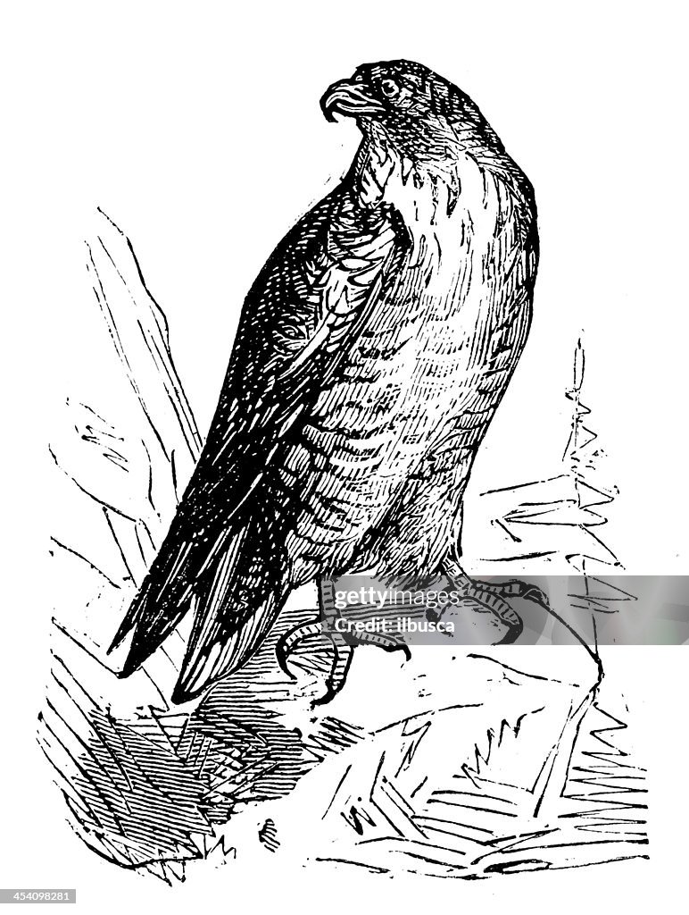 Antique illustration of Common Kestrel (Falco tinnunculus)