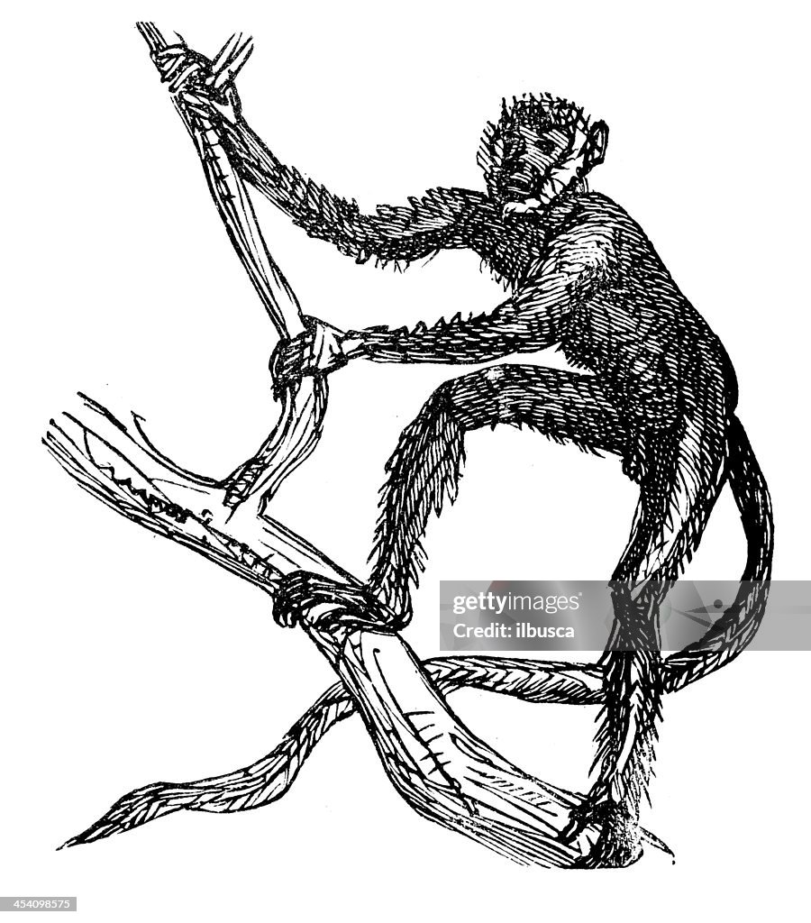 Antique illustration of langur monkey
