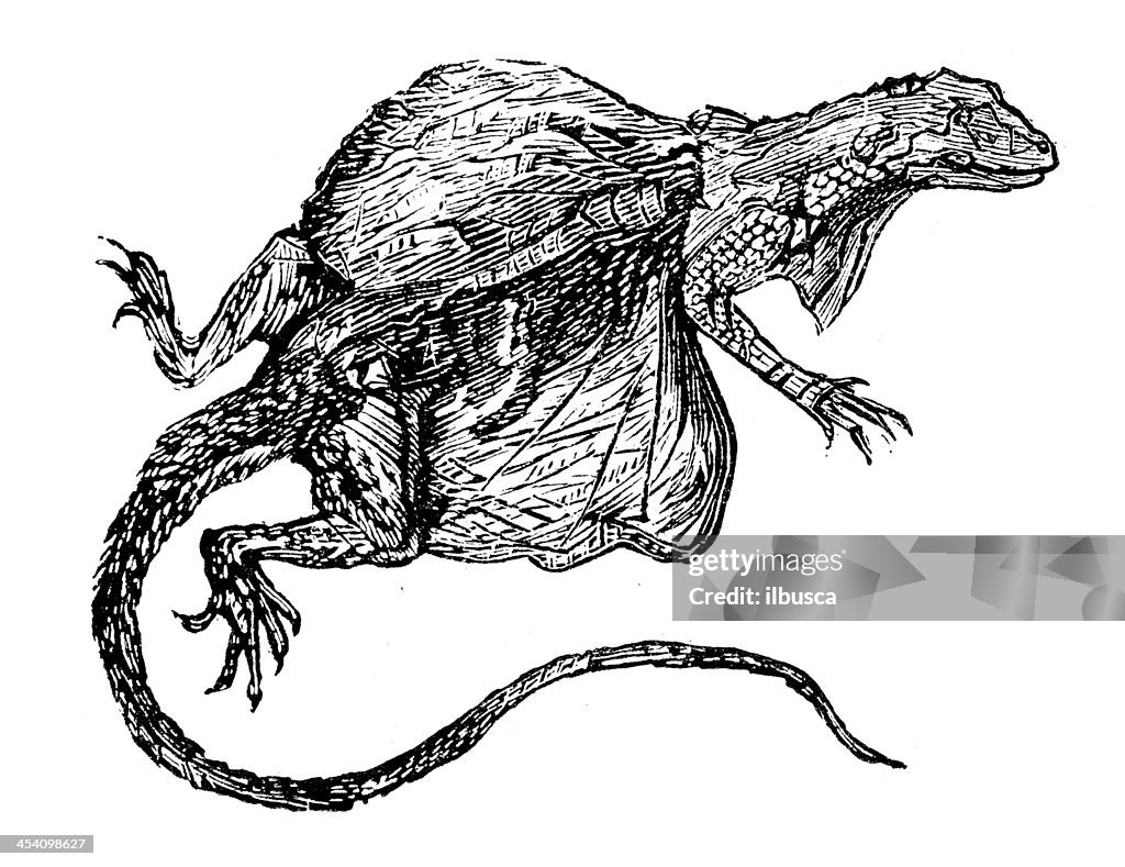 Antique illustration of Flying Dragon (Draco volans)